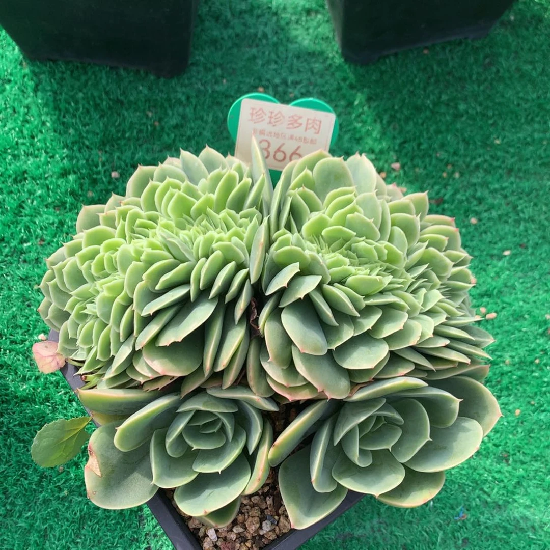 辛娜塔缀化一物一拍366
