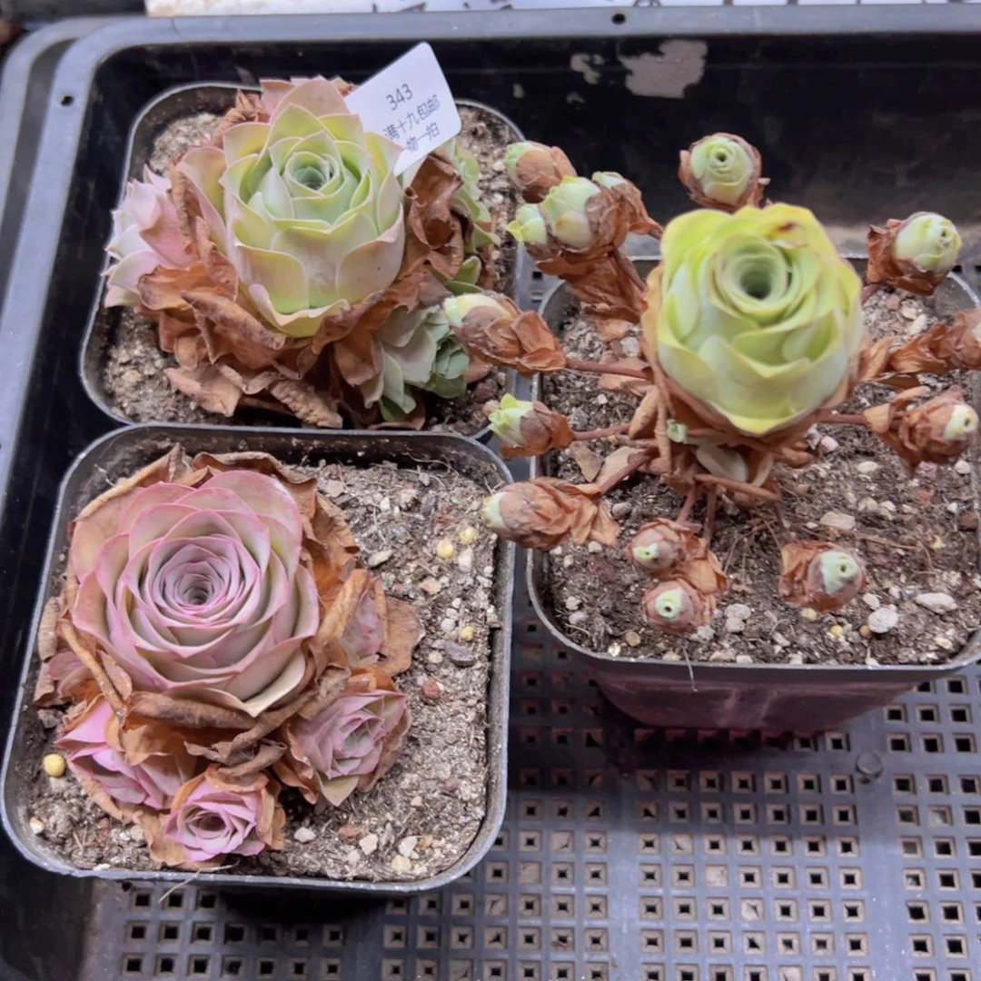 343 侧牙掉了不包损无售后