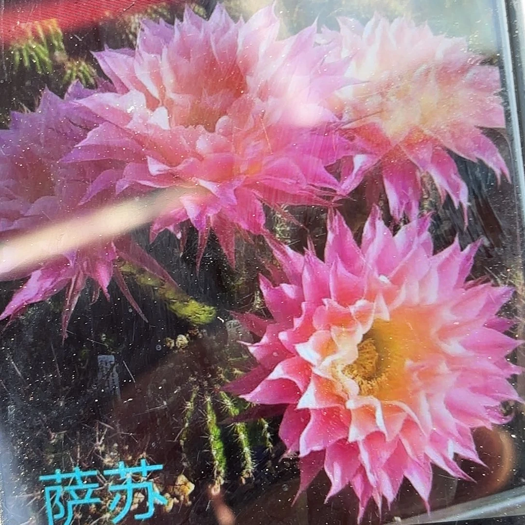 带根萨淑彩20包邮