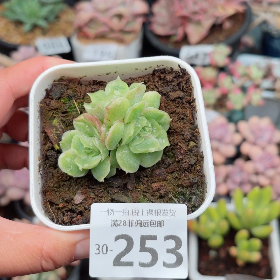 虾饺多肉无盆土发货