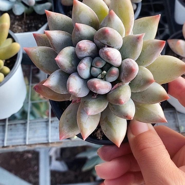 所罗门123578“mm