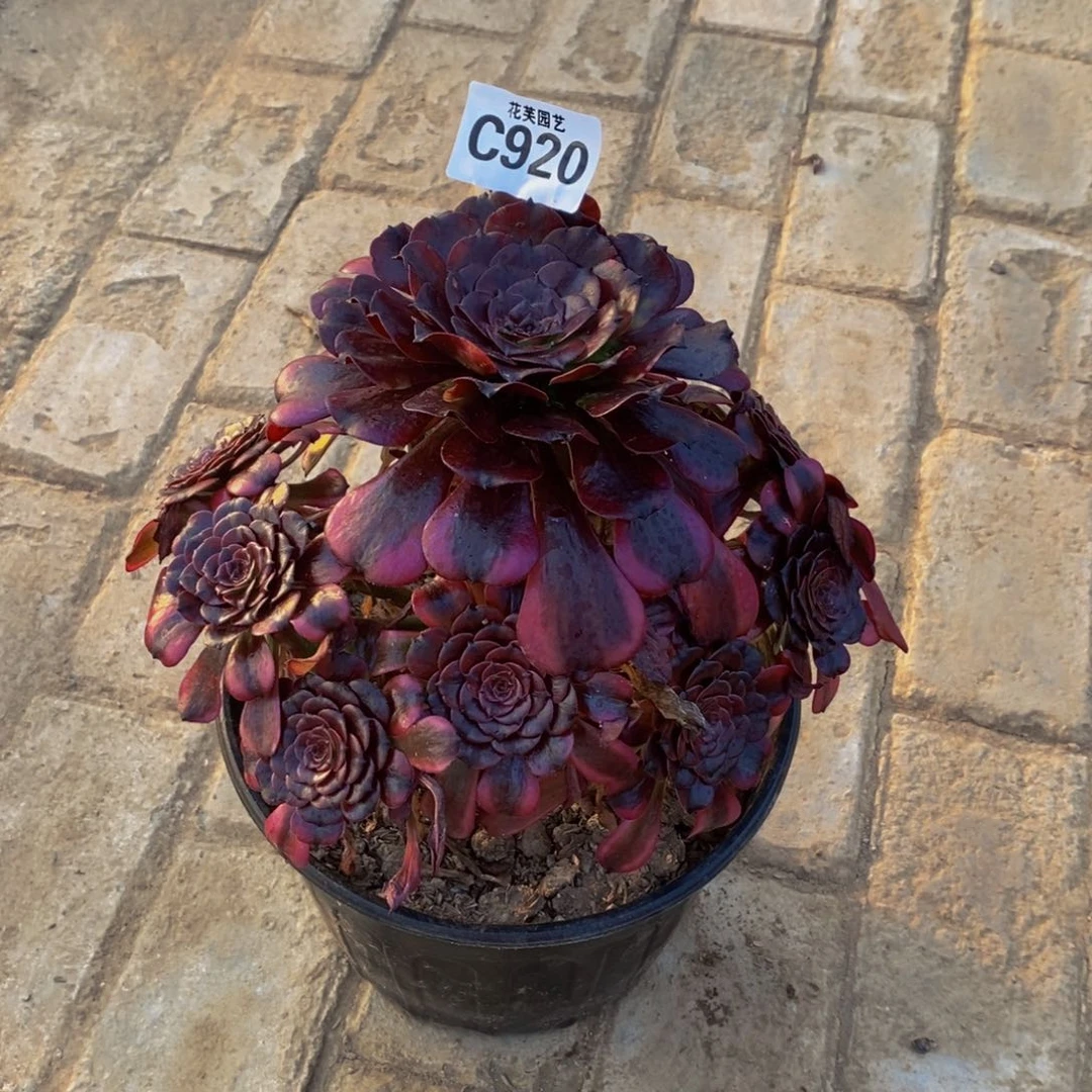 西***藤美肌多肉植物920000