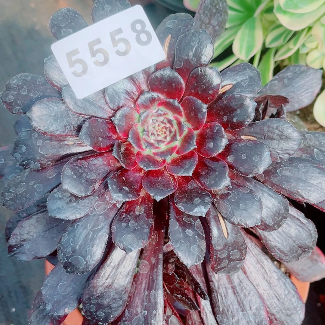 紫罗兰多肉发货发货