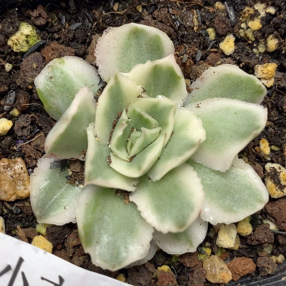 22紫蝴蝶锦 小方花圃一物一拍