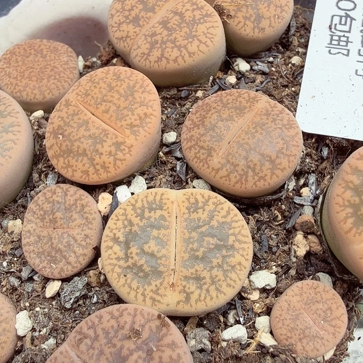 不会因为不懂自己内心464好