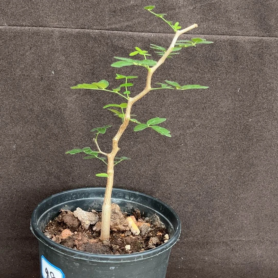 潮流植物滔天橄榄，实生