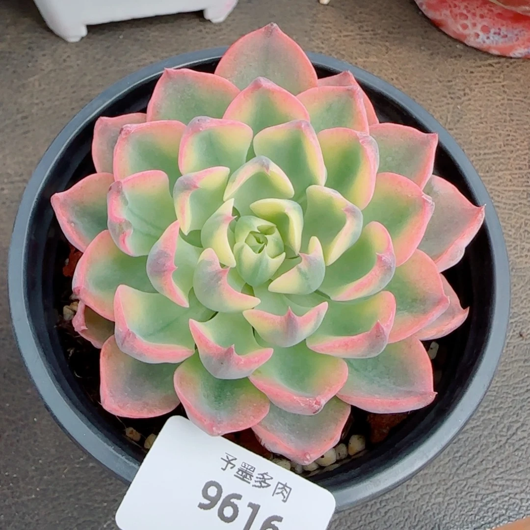 姬莲锦，9616多肉植物