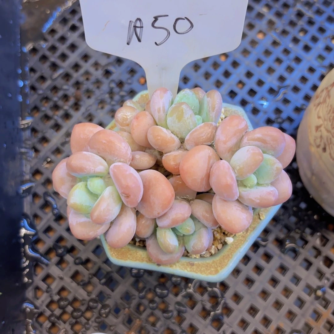 彤*我的小可爱们都好可爱