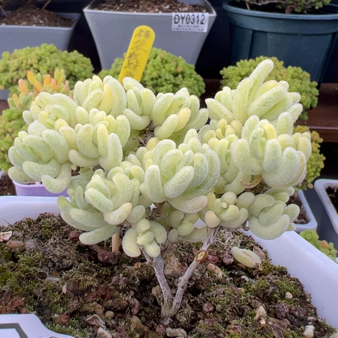 【闪购商品】dy0316精控橙叶锦冠幅6.5cm