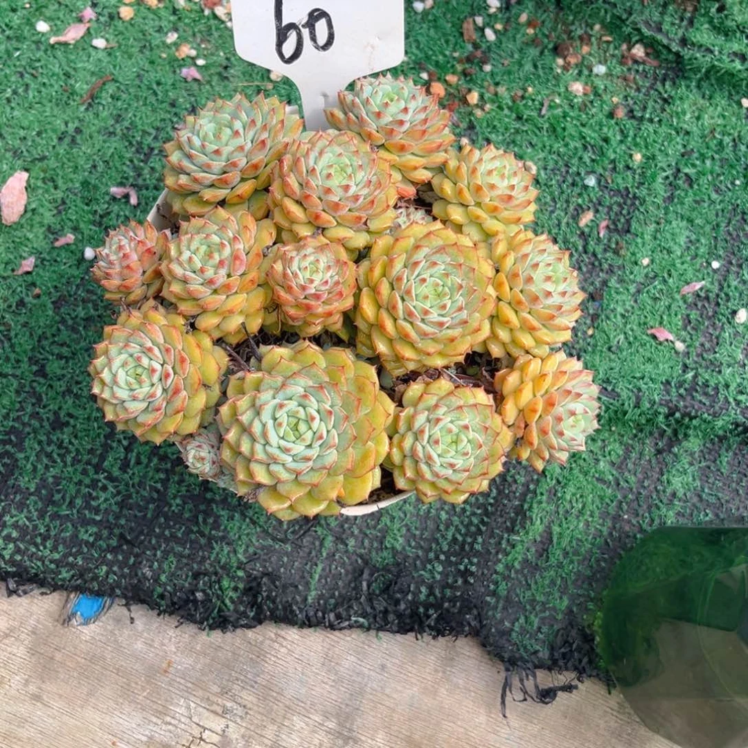 晨****60熊猫脸5588888888