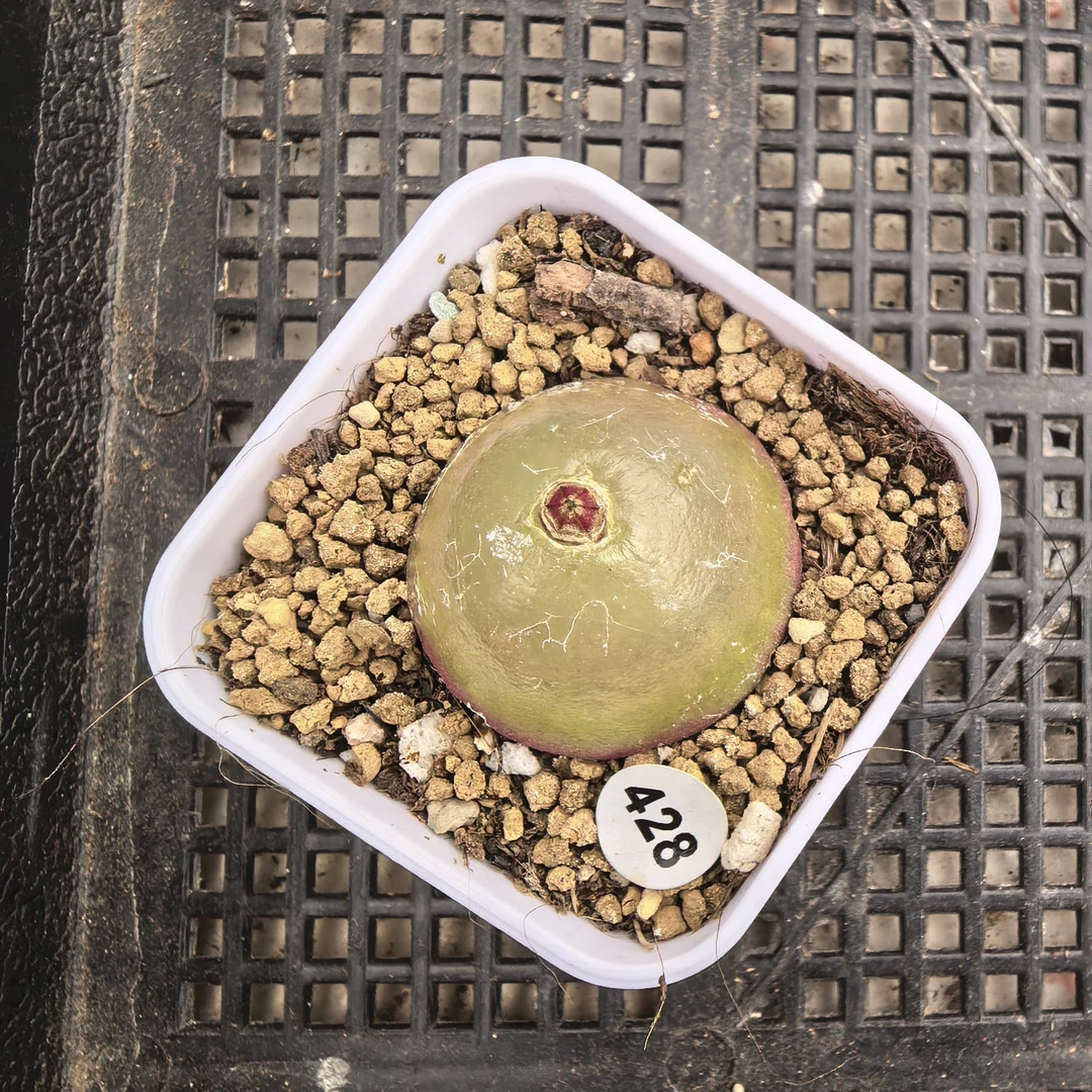 灯泡2.9cm带盆多肉428