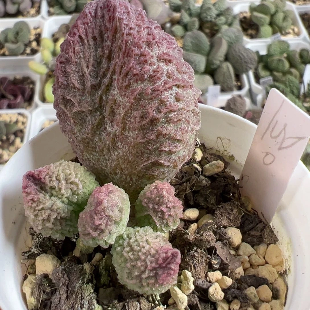 实生新品多肉植物水泡多肉植物水泡