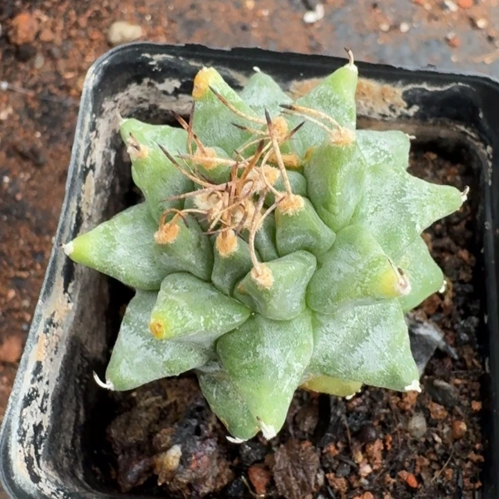 大油赤花娇丽实生仙人球