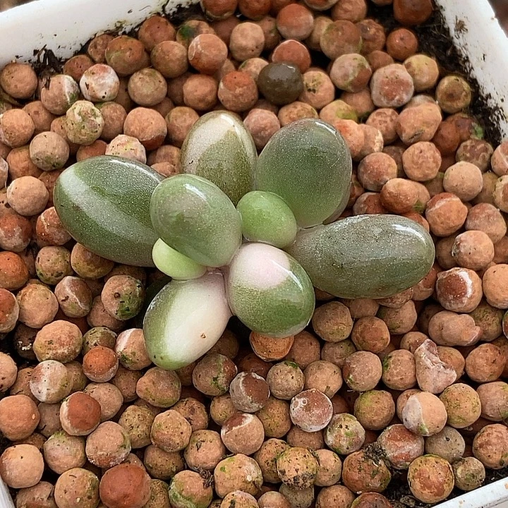 红手指锦多肉植物