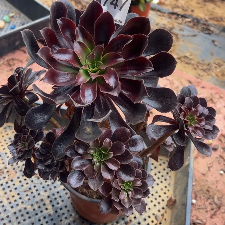 欧若拉多肉植物747.
