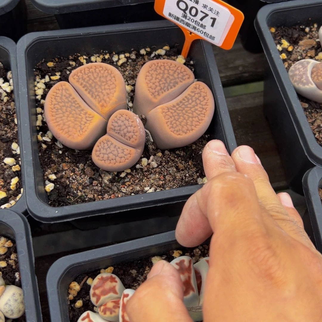 (***a071 一物一拍，默认有伤，介意勿拍，不退不换