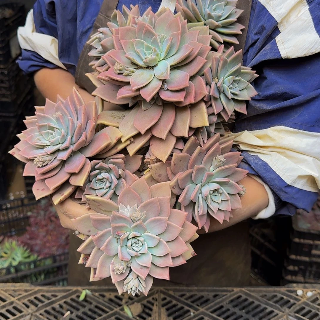 糯**?初恋 一颗 不包损1143