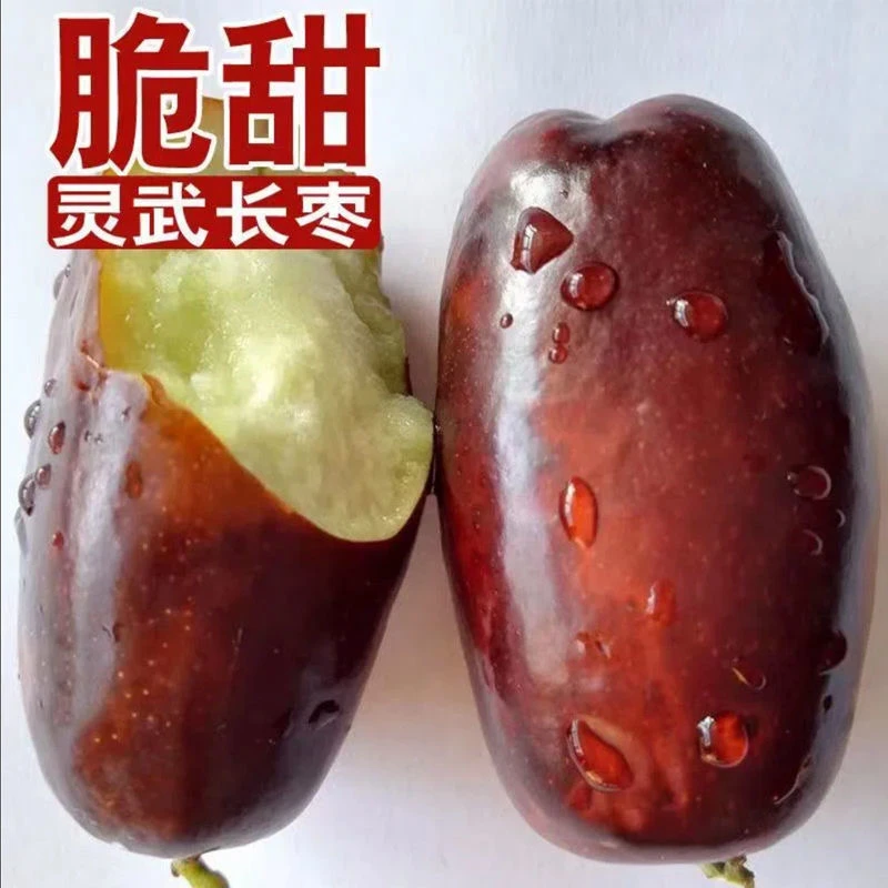 【现摘现发】【坏果包赔】宁夏灵武长枣新鲜水果现摘脆甜多汁皮薄肉厚