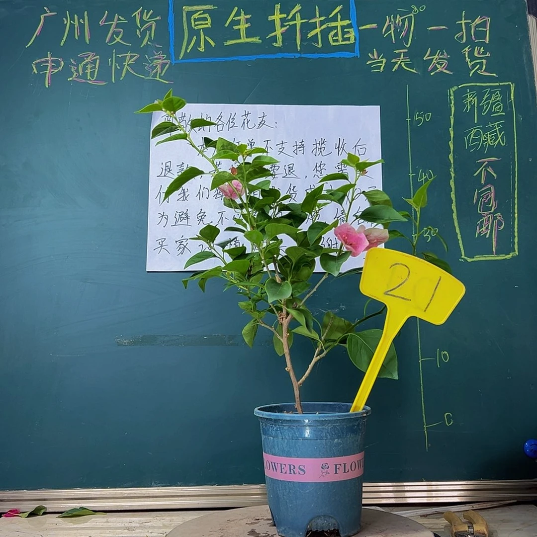 当前无花栽培后可以开花甜西瓜21
