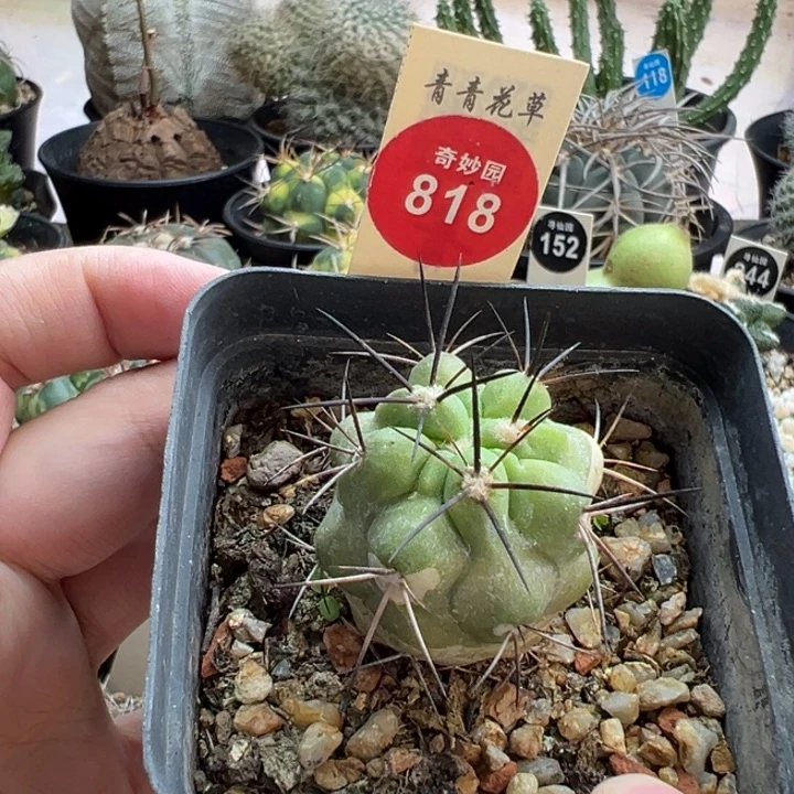 实生上蜡龙爪球侧面有斑3.2cm