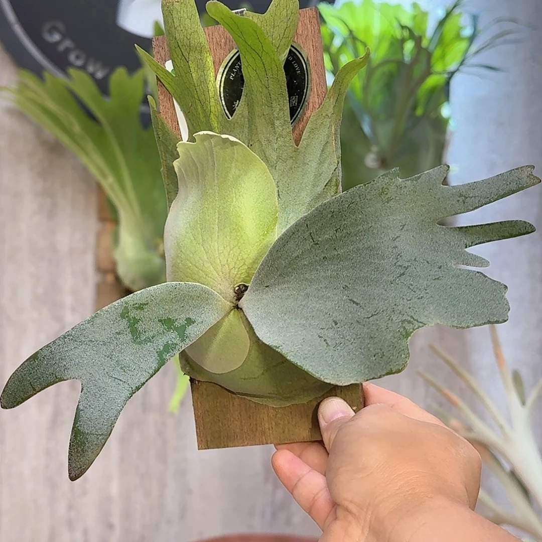 完全开放爪哇鹿角蕨书签板