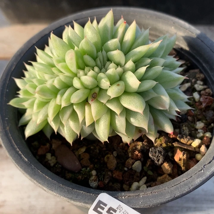 E519东云锦缀化脱土