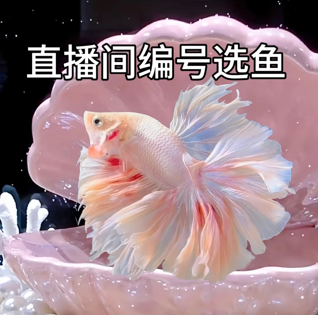 第十四板【313-336】泰国斗鱼仙女款半月淡水热带观赏鱼