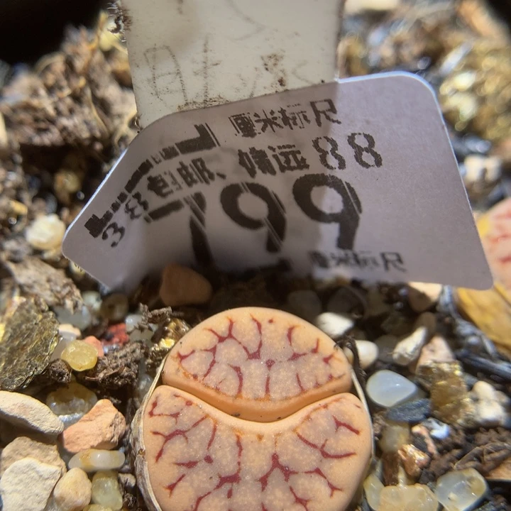 zzzz zzz好可爱799