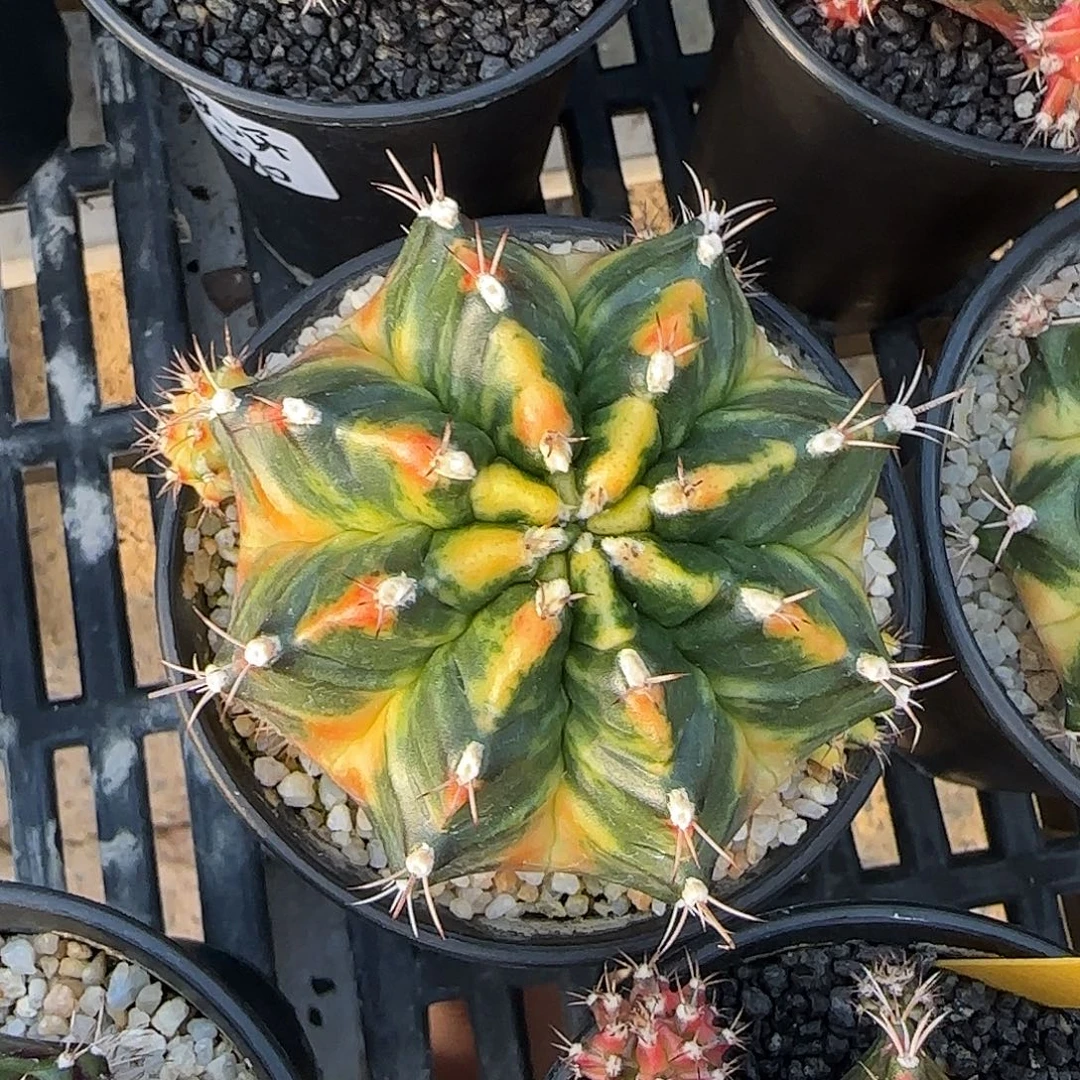 N38-1228泰国米哈米洛