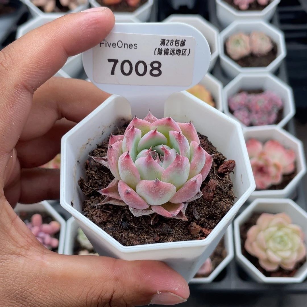 7008吉娃娃3.5厘米