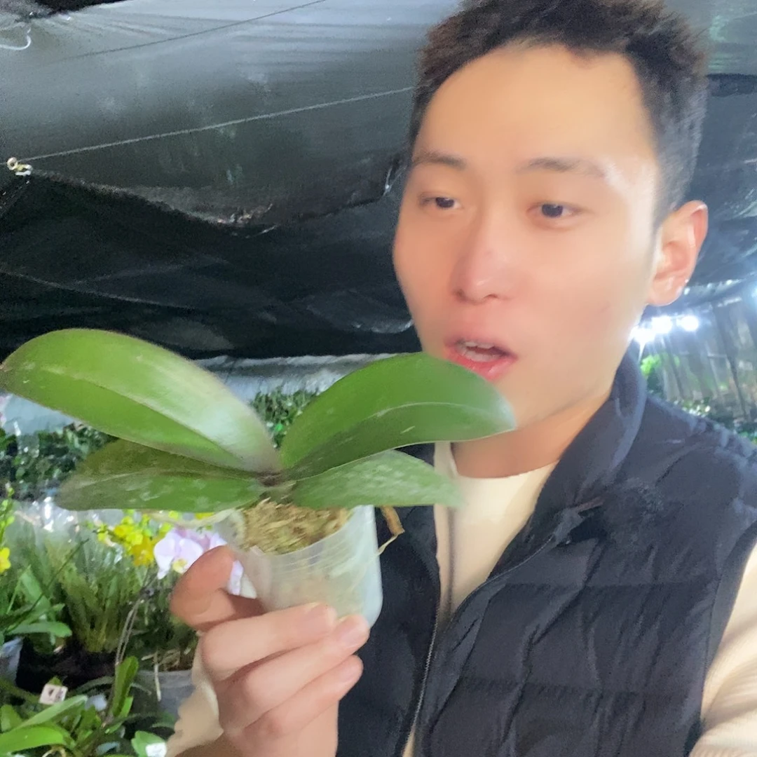 无花朵水蜜桃福利