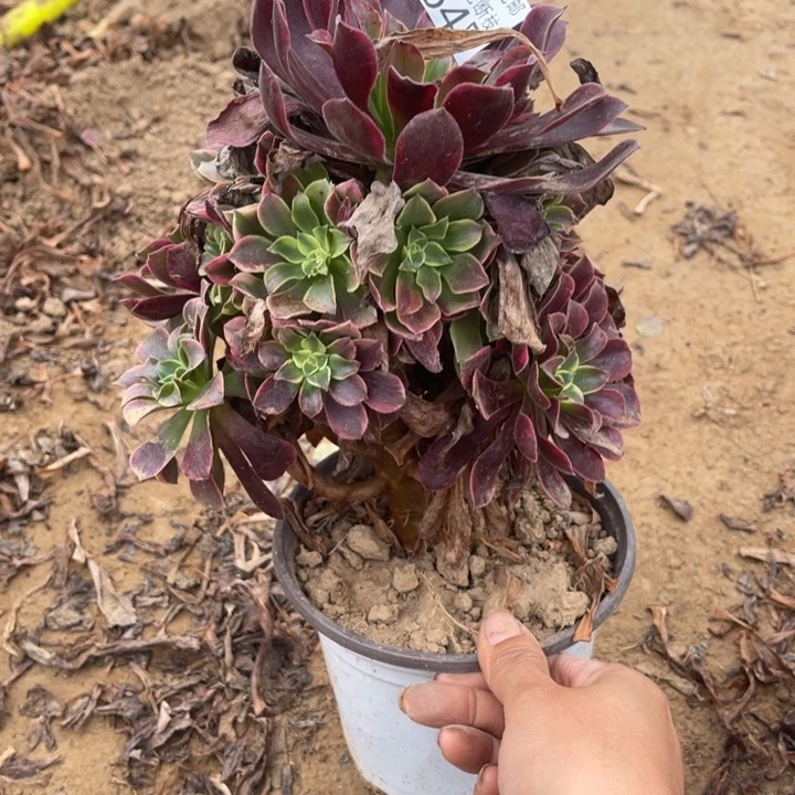 645金丝雀手捧2号棚