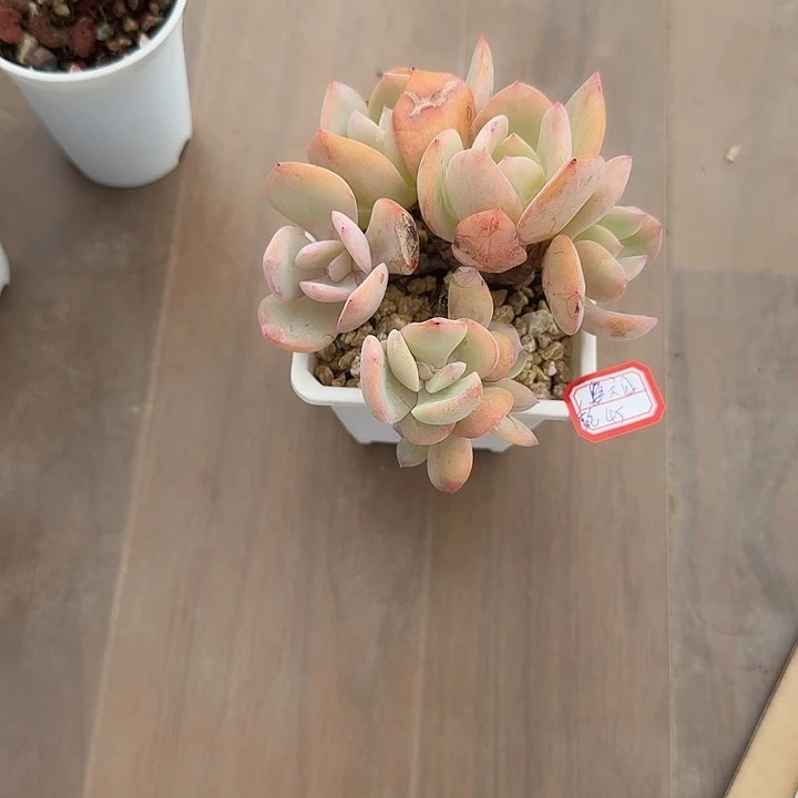 六****白凤多肉植物一颗