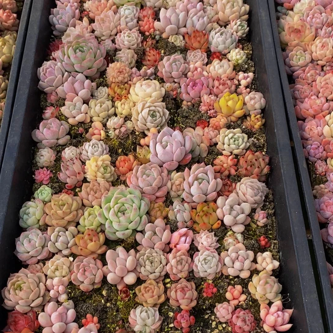 769多肉植物保护研究所所长助理