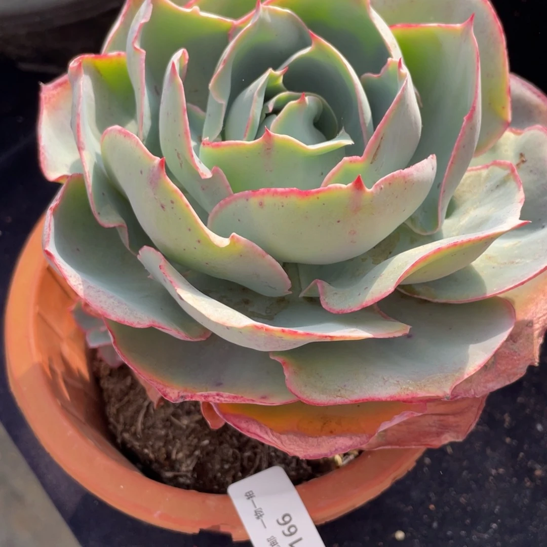 ?**?166达芬奇密码单头带仔多肉