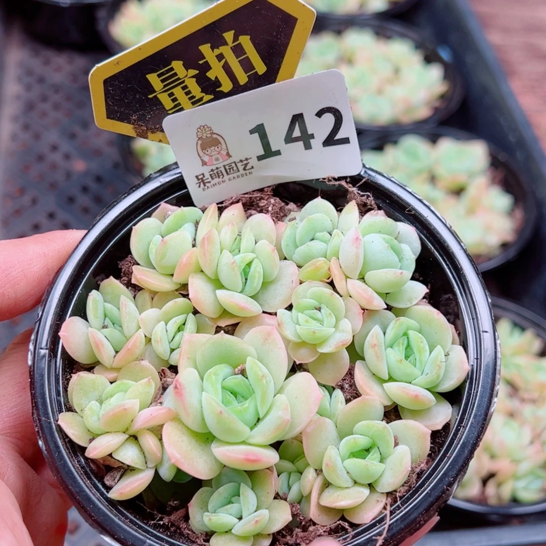 多肉植物多肉植物
