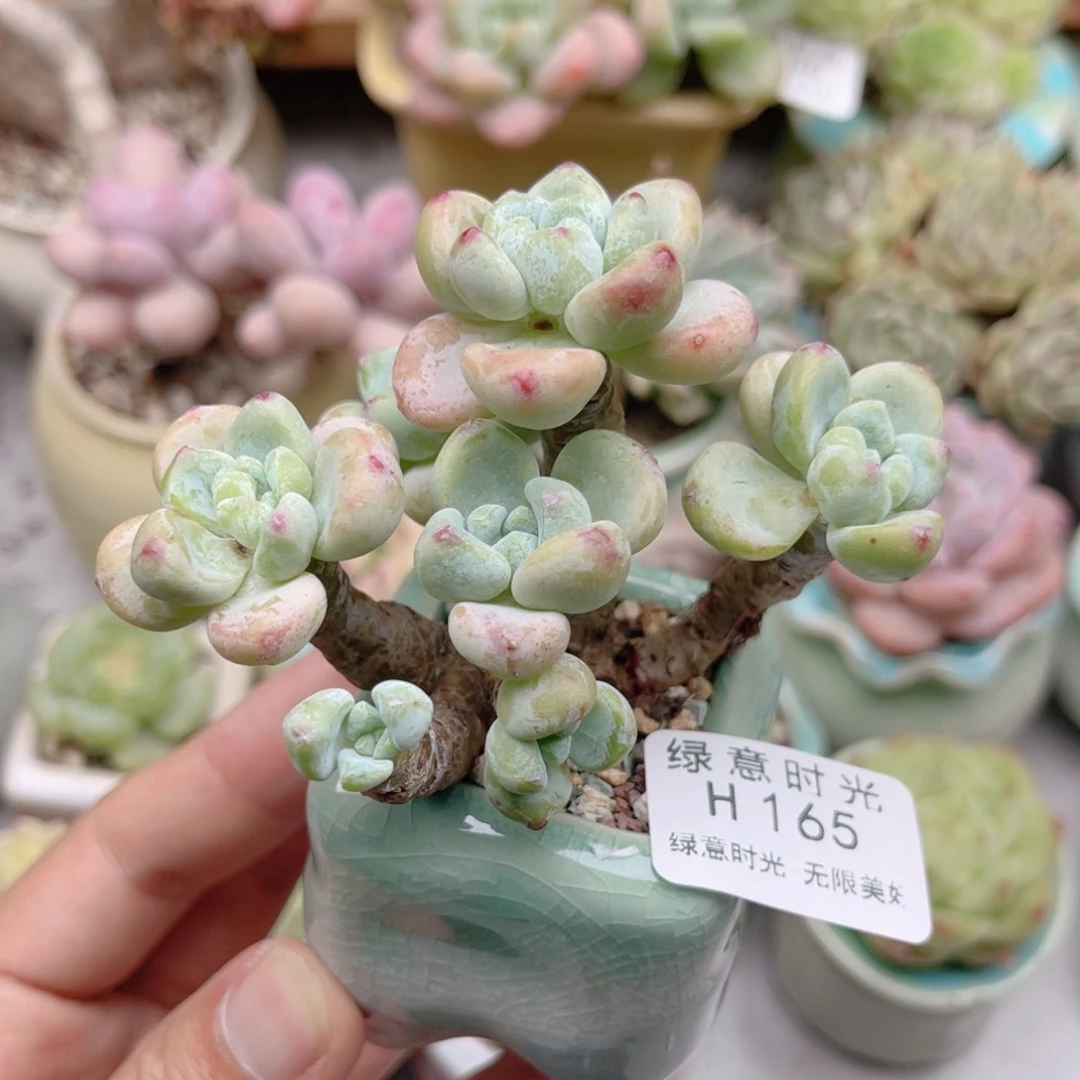 165 劳尔 带陶瓷盆发货 满28包邮