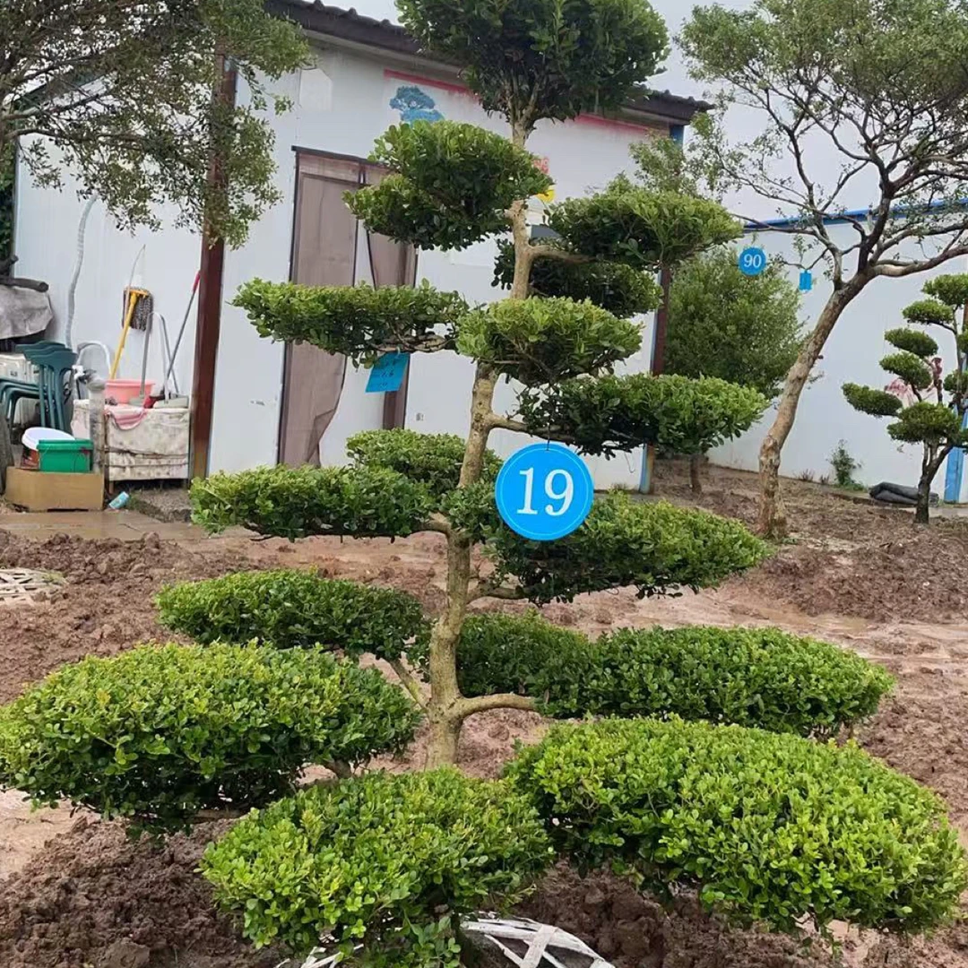 小叶瓜子黄杨别墅绿植地景盆景批发零售