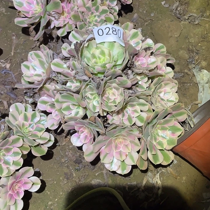 多肉植物法师280女巫