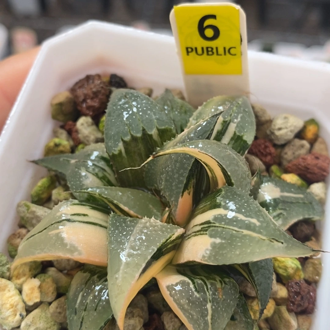 6芭提雅十二卷多肉植物