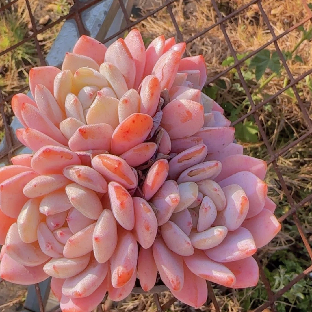 【闪购商品】三头仙女橙