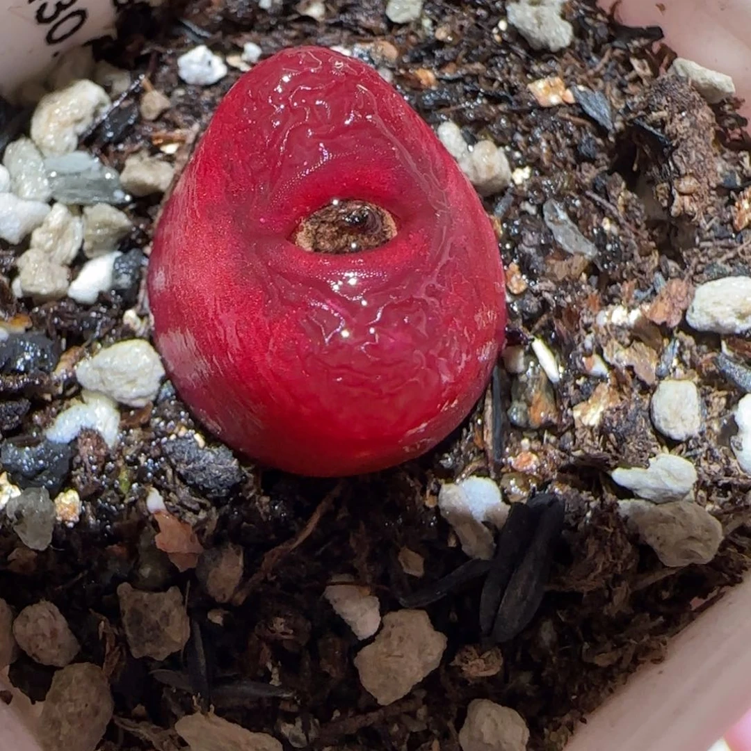 肉锥多肉植物百科-1430.5、1533