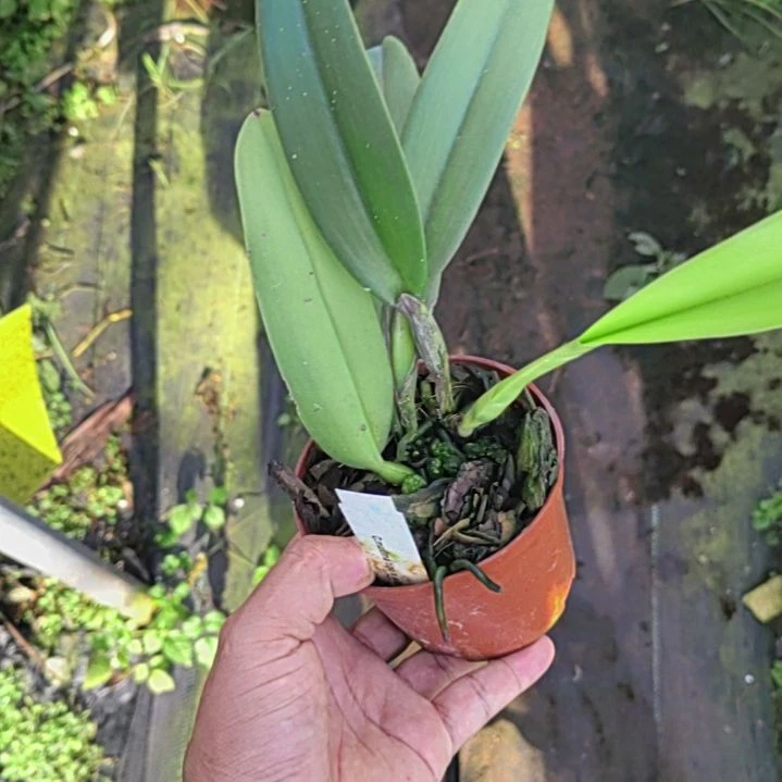 完全开放卡特兰一颗漂亮的哦哦哦哦哦