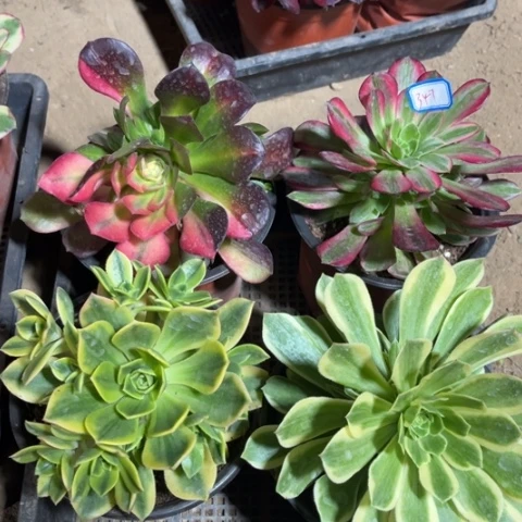 347多肉植物组合