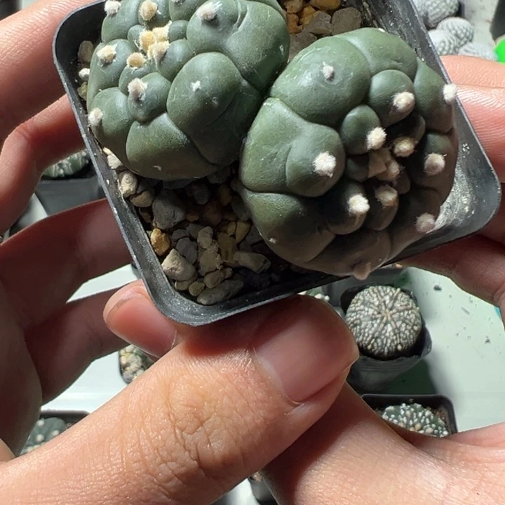 兜球竞拍不退不换