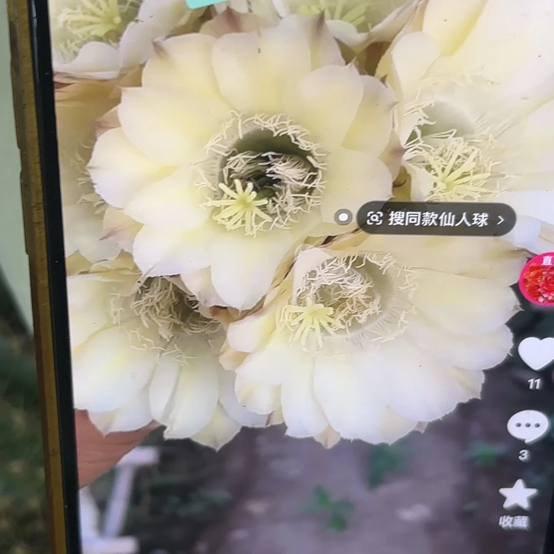 黄金111彩侧牙20包邮1