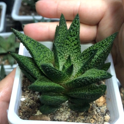 大理石女王带盆发货哈哈