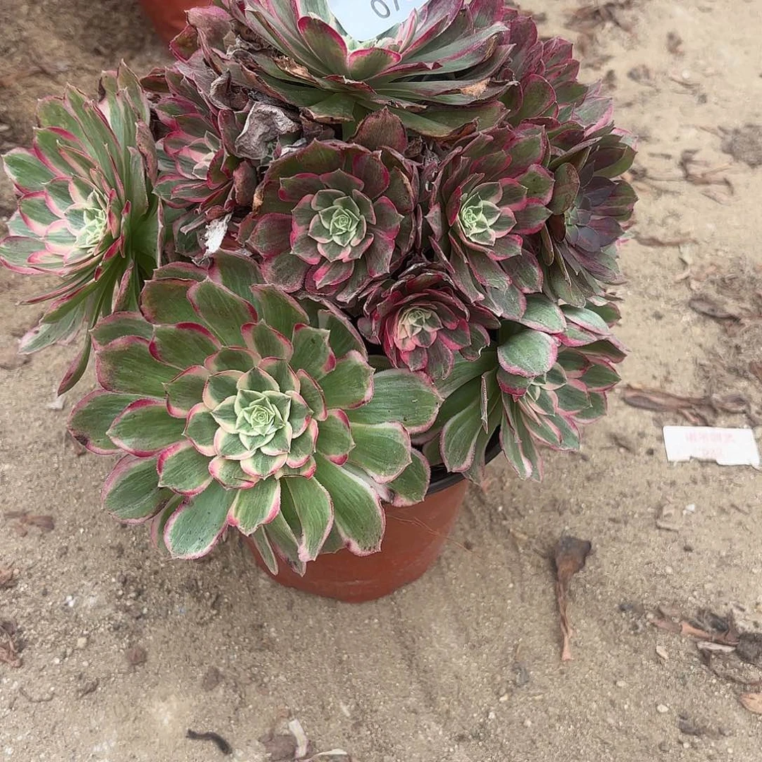 海王多肉植物手捧786