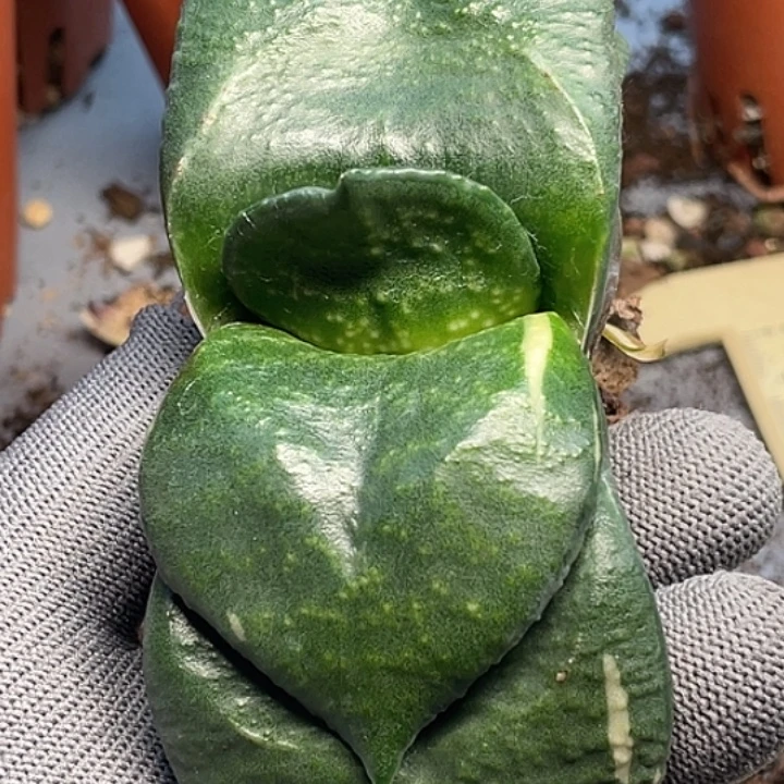 一物一拍竞拍福利拍