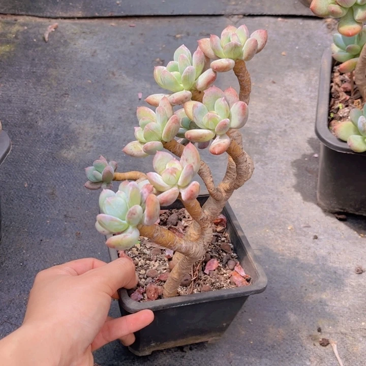 特价造型灰姑娘老桩